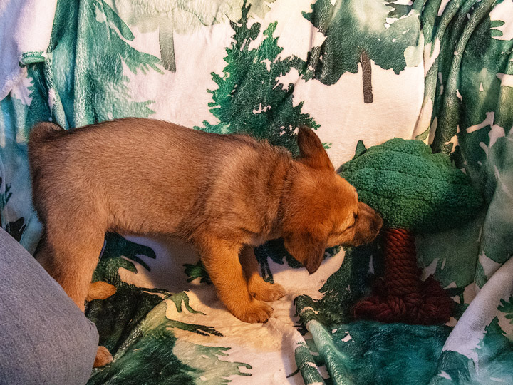 chinook puppy